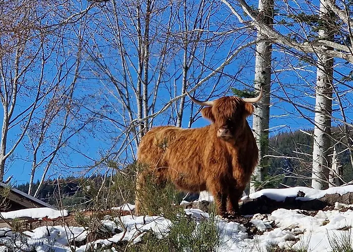 Alpe Di Sara Lantgård Fiumalbo